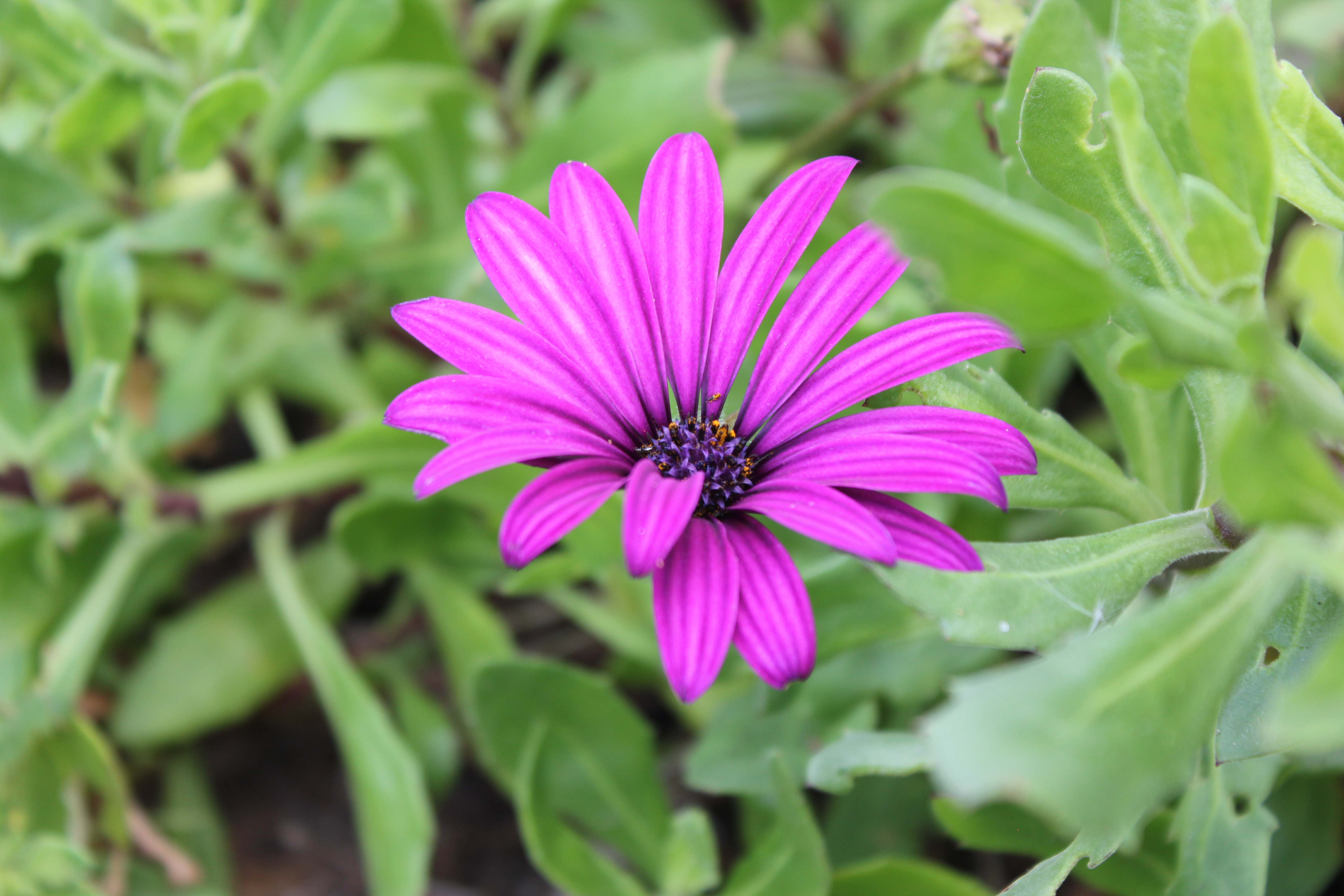 Purple flower surrounded by greenery