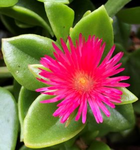 Heart Space Healing - Home page - Pink flower in bloom