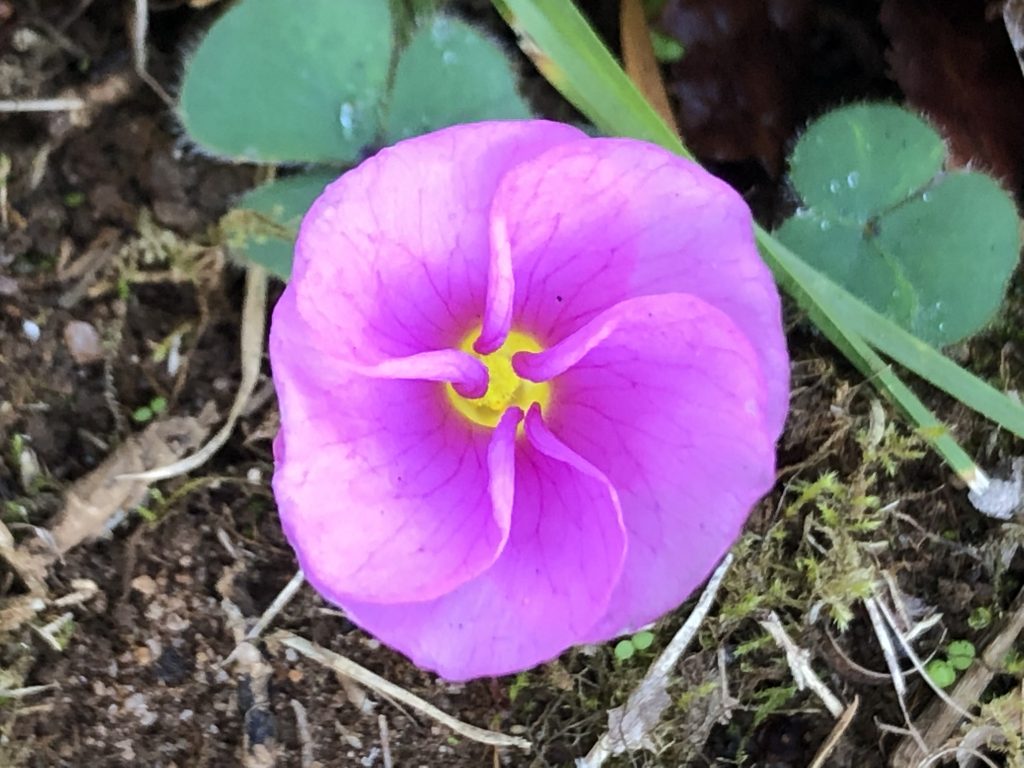 Purple flower with yellow glowing centre